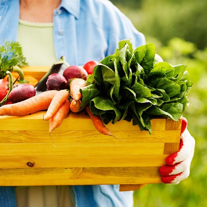 Del Campo a la mesa “Ingredientes”